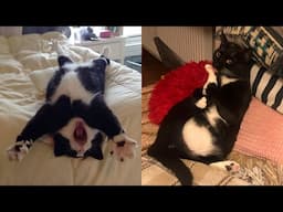 Try Not To Laugh 🤣 New Funny Cats Video 😹 - MeowFunny Part 31