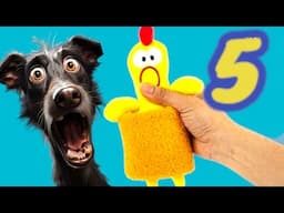 5 Sonido de Juguete de Perro 5 Dog Toy Sounds #prankyourdog JUGUETE DEL PERRO SQUEAKY DOG TOY SOUND