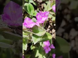 A perfeição e simplicidade em forma de flores. #plantas #flores