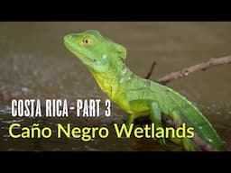 Amazing Costa Rica | Birds of the Caño Negro Wetlands | Natural Lodge | 2024