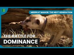 Eviction Rocks the Meerkat Clans | Meerkat Manor: The Next Generation