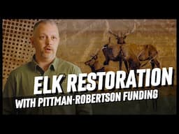 Elk Restoration with Pittman-Robertson Funding | Partner with a Payer