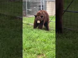 The Itch You Have to Scratch! Thunder Bear is a black bear, his coloring is described as cinnamon