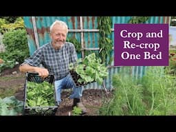 No Dig Succession Planting: Multiple Crops in One Small Bed, Easy and Fast
