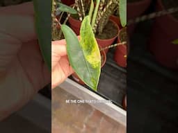 Found a random variegated Alocasia zebrina plant at a garden center and it inspired this video 😅