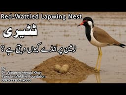 Camouflage in Red-wattled Lapwing Nest | Zameen Ki Satah Par Tateeri K Ghonslay | Tateeri Nesting