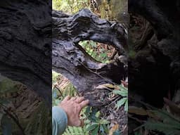 Bonsai dead wood sculptued by nature! #nature #trees