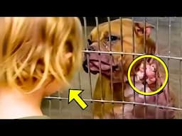 Sick Dog Was Rejected By Everyone, Then A Little Girl Sees It & Does Something Unbelievable!