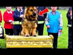 German Shepherd Dog REFUSES to Leave Owner’s Coffin… Then the UNTHINKABLE Happens! 😱