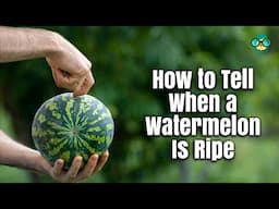 How to Tell when a Watermelon Is Ripe | How to Spot a Ripe Watermelon| How to Pick a Ripe Watermelon