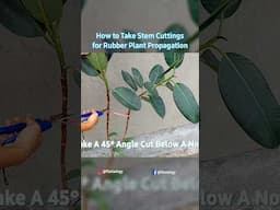 Rubber Tree Propagation - Part 2