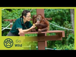 Michelle Yeoh Among the Great Apes | Go Wild