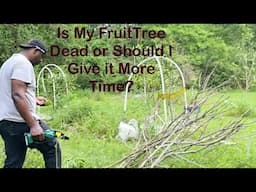 Is my Fruit Tree Dead or Should I Wait Longer??? Here’s The Video!!!