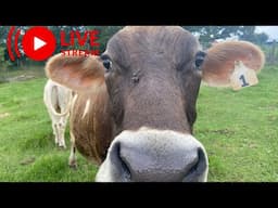 🔴 LIVE! Evening Farm Chores & Milking The Cow 🐮