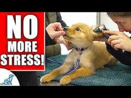 How to Make Every Vet Visit Stress-Free