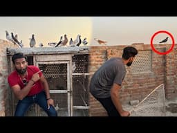 Aaj 2 lakh wala kabootar nikal gya or 1 kabutar paker liya 😳😮