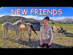 Camping With Burros & Horses In Colorado