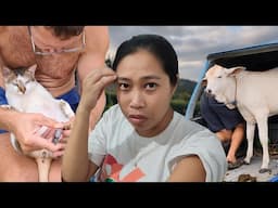 We bought a cow | Life in the province