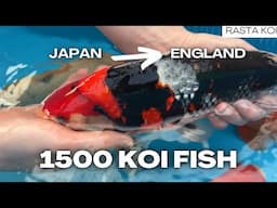 1500 Koi Fish Arrived by Plane from Japan to England! 🇬🇧🇯🇵🎌🏯 in4K