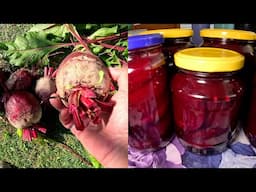 Tasty Pickled Beetroot From Small Garden Harvest