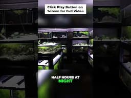 Aquarium Plant Lighting & Nutrients: A Simple Guide