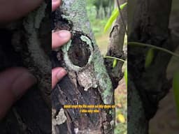 Chia sẻ kiến thức về Trầm Hương tập 2 #xh #hottrend #share