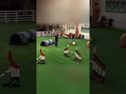 You can do dog agility without running!! Here’s the OneMind Dogs way!