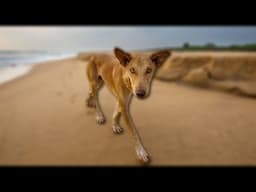 Will Morocco Kill Three Million Dogs?