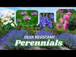 Deer-Proof Your Garden: The Best Deer Resistant Perennials 🦌🌿🌸