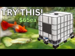 How to Set Up a Low-Cost Outdoor Fish Breeding Station!