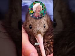 u could destroy new zealand if u felt like it