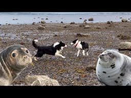 Border collie sheepdogs get up close to wild seals / Kate attacked by dog on shore