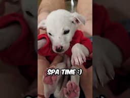 This Puppy’s Smile Says It All! 🥰