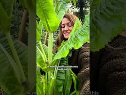 Did you know this plant that traps insects and stores water? #teasel #naturefacts #survivalskills
