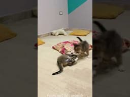 EPIC Cat Fail! You Won’t Believe This 🤣 #MyRecording"`