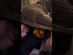 Bird Dances To Careless Whisper #birds #cuteanimals #funnyanimals