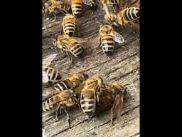 Bees Attending to their Dead Queen! #bees #beehive #beekeeper #honeybee #bees #apiary #australia