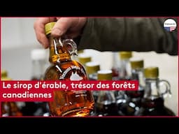 Sirop d'érable, trésor des forêts canadiennes