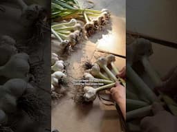 Harvesting Softneck Garlic! #backyardhomestead #growyourownfood #gardening #harvest #garlic