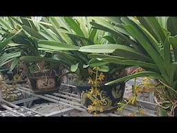 khoa mai, tiên sơn, xích long, đỏ mỹ, hnhg,vũ thanh, ngọc lan.. cáo, nhạn đẹp, đen rô chớp