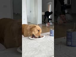 Testing My Golden Retriever’s Protective Instincts During a Fake Break-In