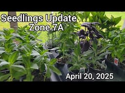 Seedlings Update  Zone 7A  and Amish Plants - April 20, 2025