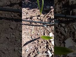 How to Unclog your Garden Irrigation Lines #gardening #irrigation