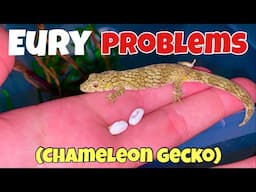 BIG PROBLEM with my Eurydactylodes! (& INSANE unboxing)