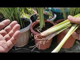Lipat-tanim at Divide ng Tanglad | Repotting and Dividing Lemon Grass