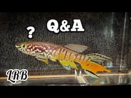 QnA Aquarium Keeping Freshwater LRB Aquatics - Never Enough Aquariums is live!