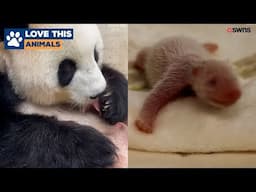 Rare panda twins born at Berlin Zoo thriving with mother Meng Meng | LOVE THIS!