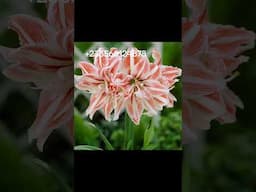PLEASE RESPECT ORNAMENTAL PLANTS