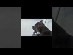 This Squirrel Lives Rent-Free in My Dog's Head 🐿️🤣