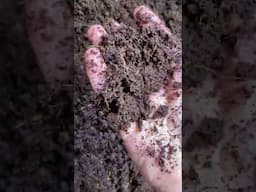Expanding Pure Harvest Coco Coir Compressed Block